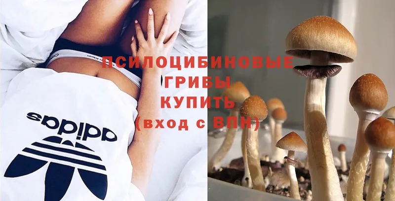 Псилоцибиновые грибы Cubensis  наркотики  Кувандык 